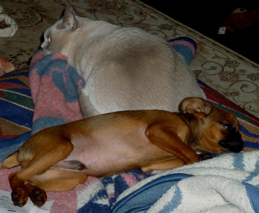 Gus and Charlie - December 2015