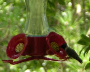 humming bird1
