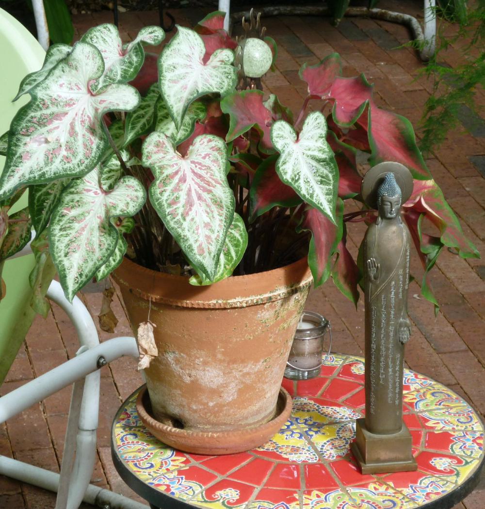 caladium and buddah