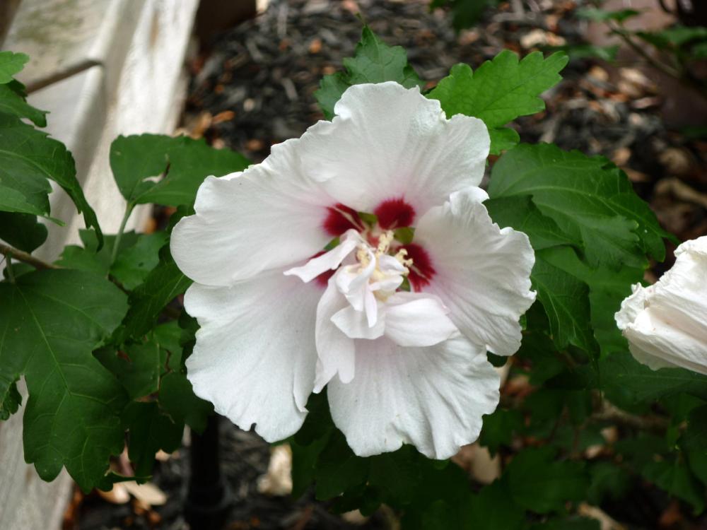 white althea