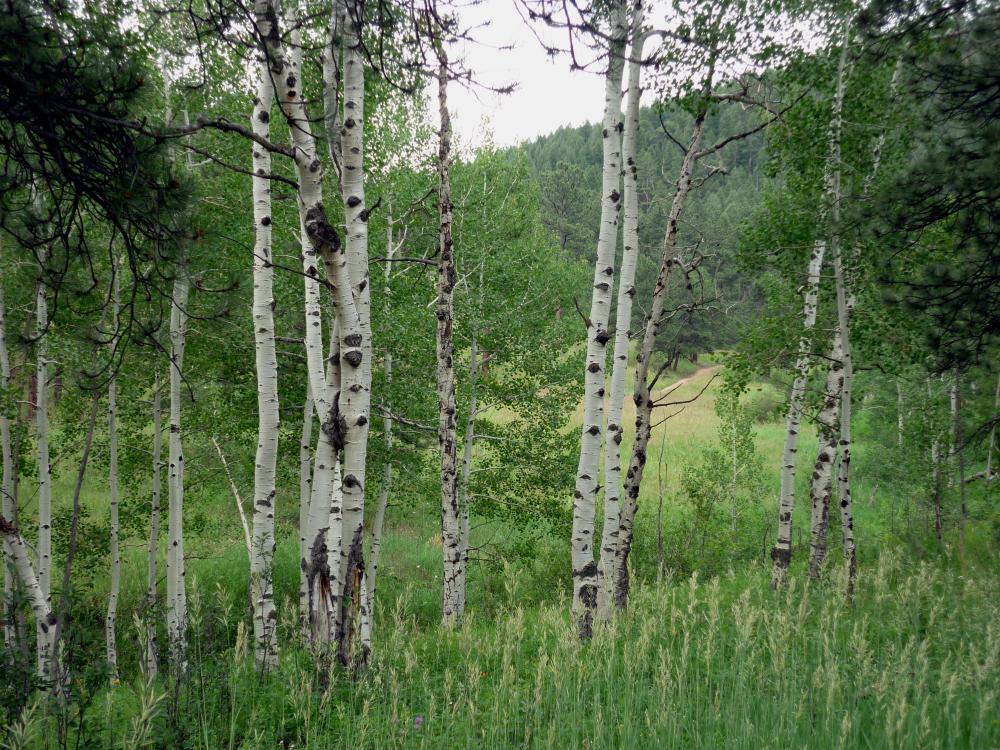 Aspens1 Jul 14
