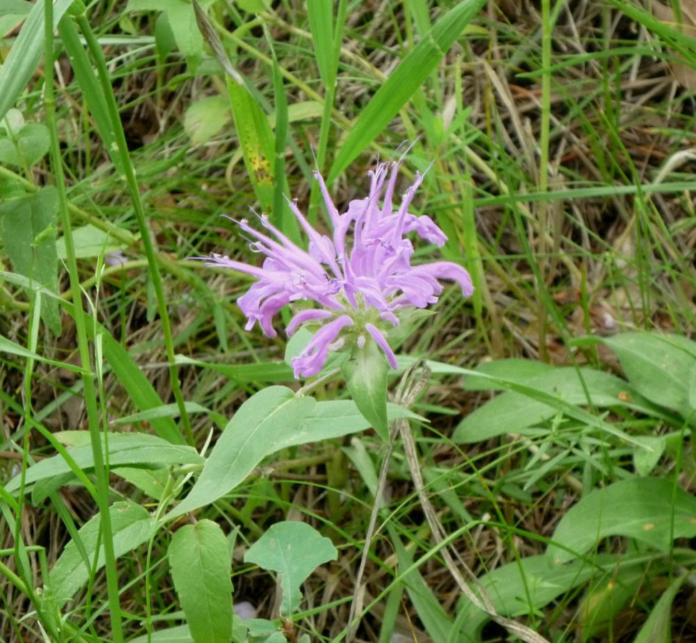 Bee Balm - Jul 14