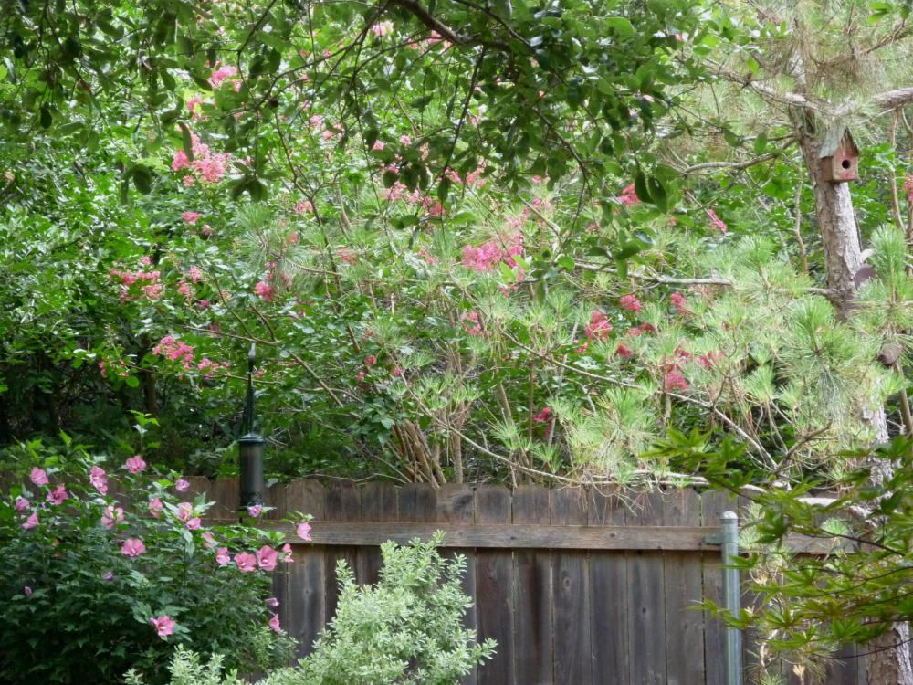 crepe myrtle jul 14