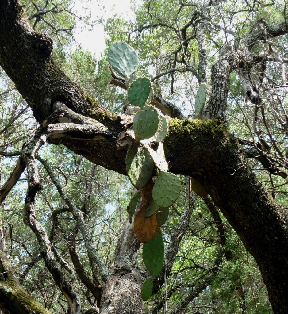 GB-Cactus in Tree Jul 14