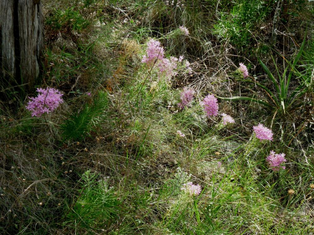 GB-Pink Flowers Jul 14