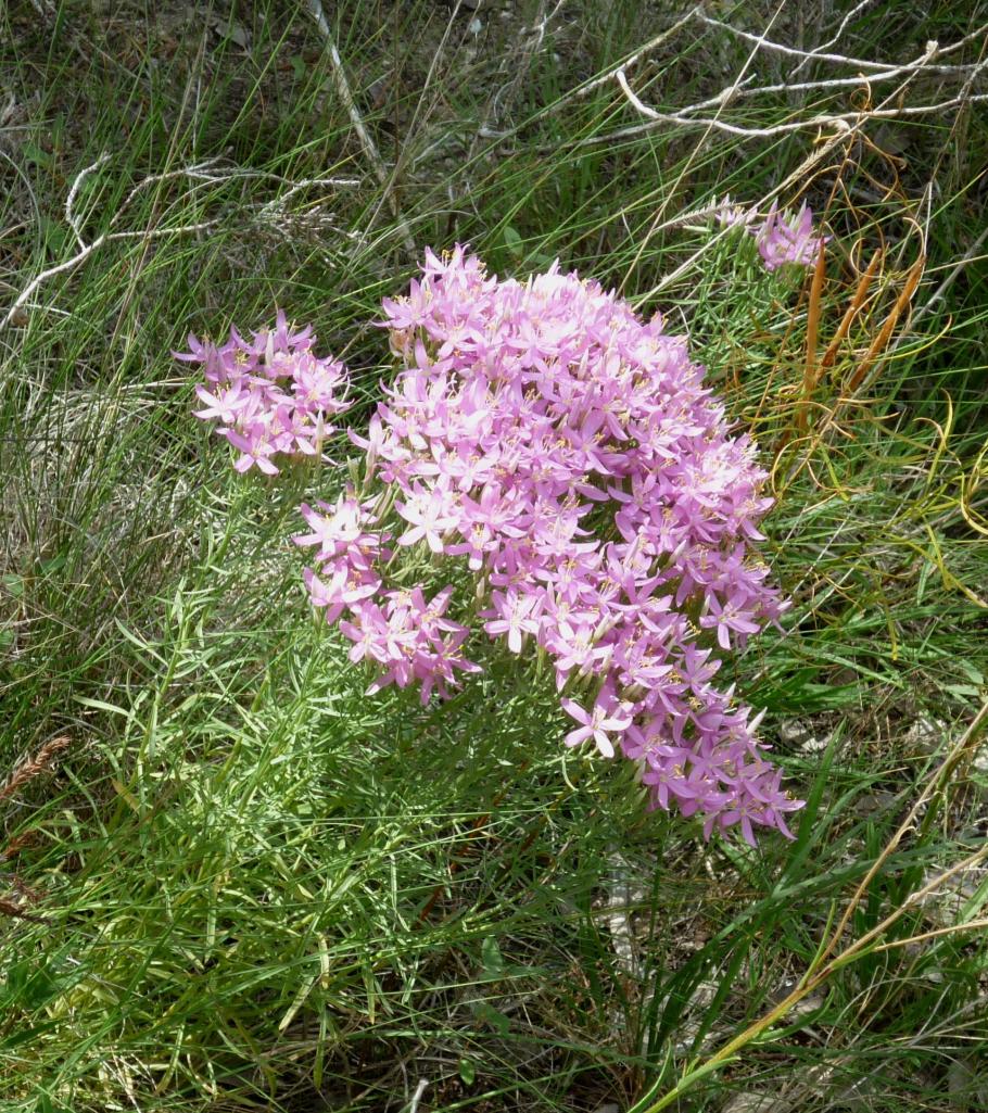 GB-Pink Flowers1 Jul 14