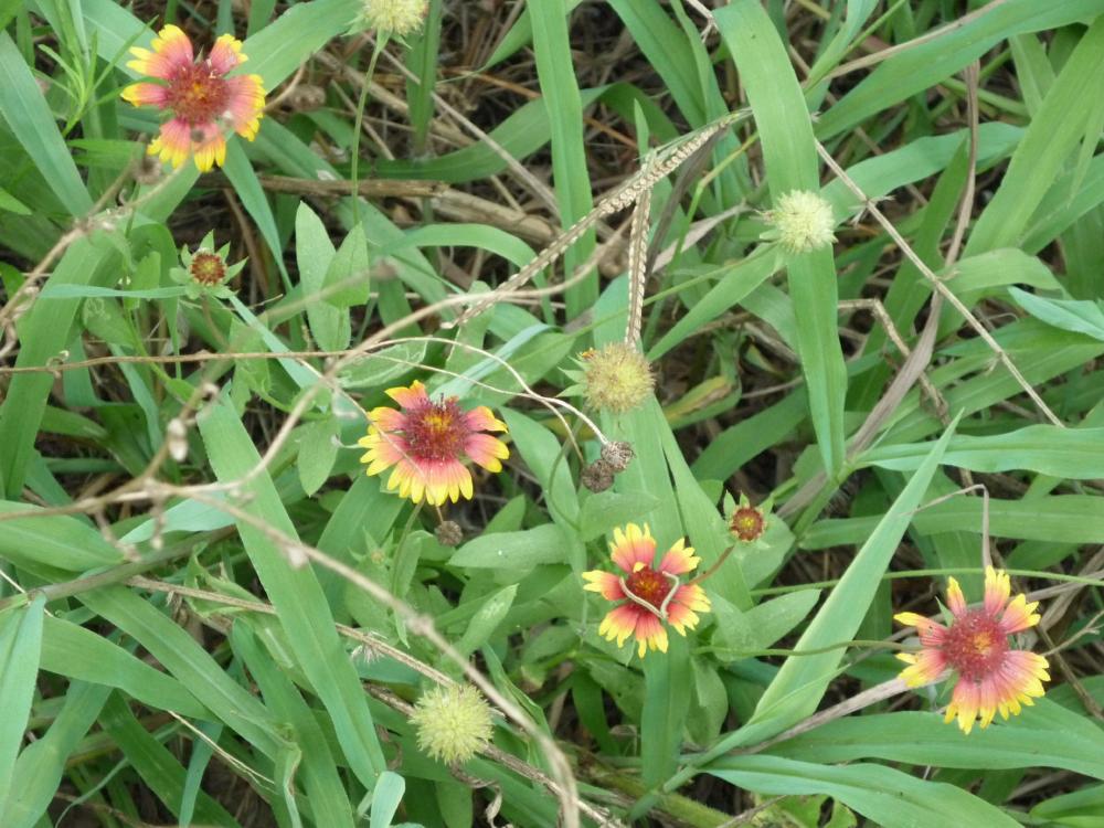 GB-Wild Flowers Jul 14