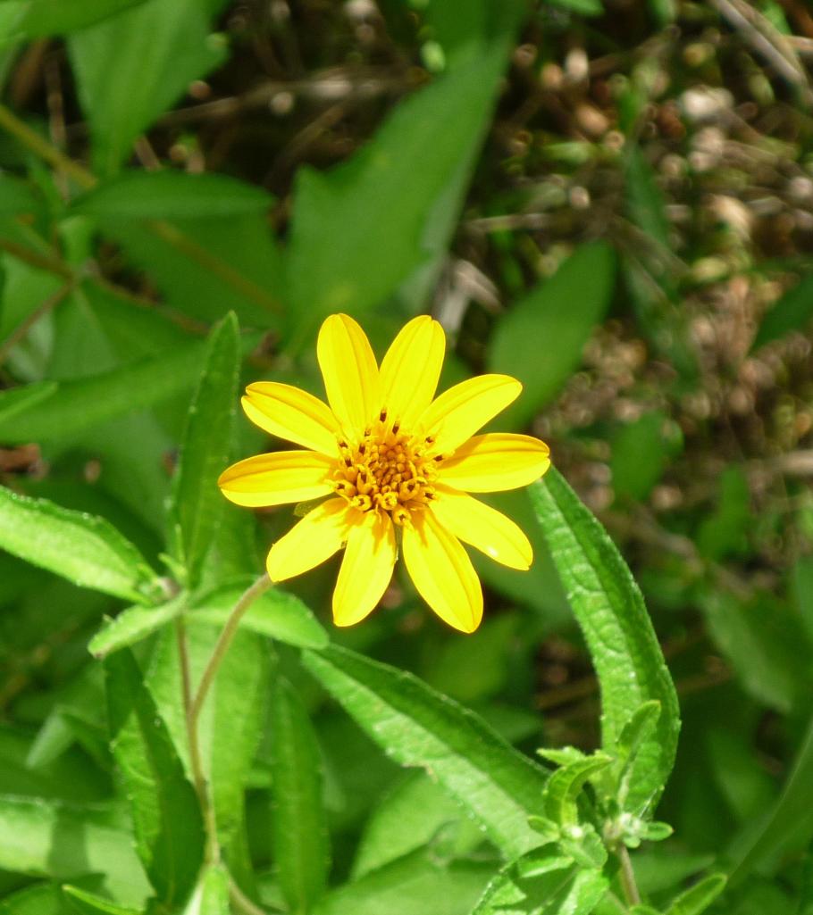 GB-Wild Flowers1 Jul 14