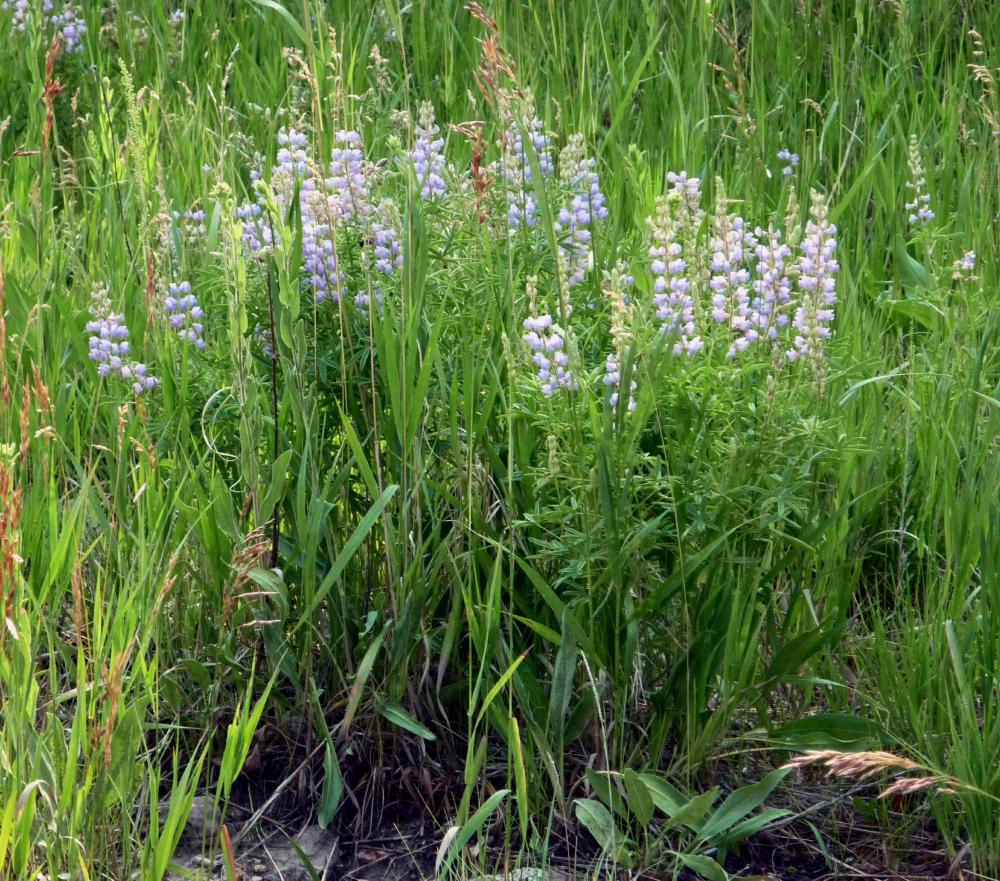 Lupines - Jul 14
