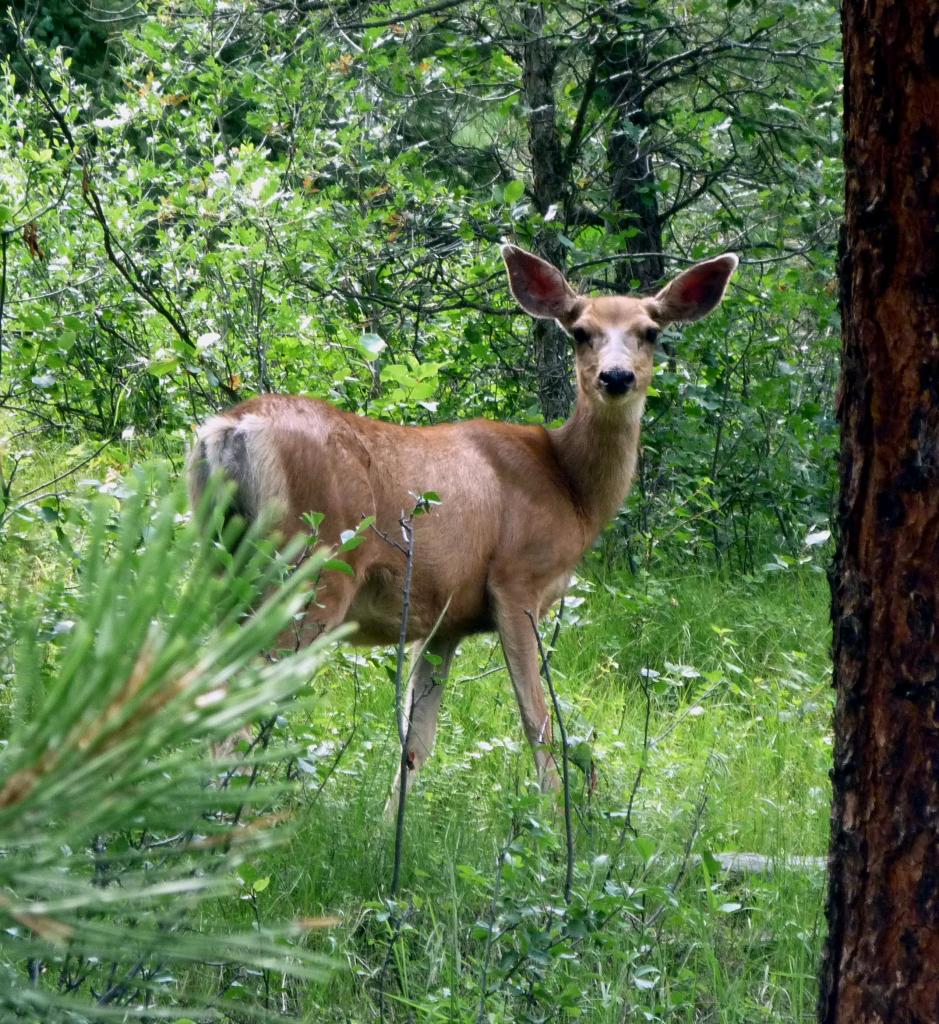 Mule Deer - Jul 14