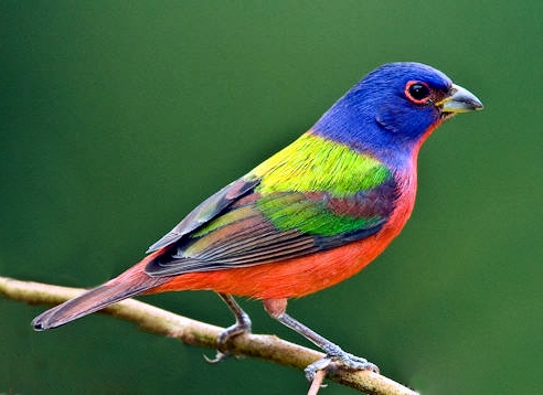 Paintedbunting
