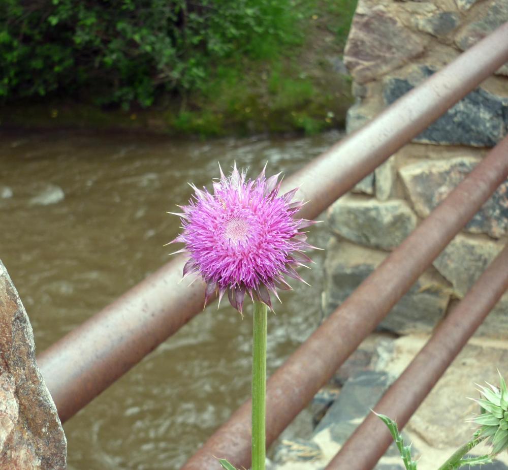 Thistle Flower - Jul 14