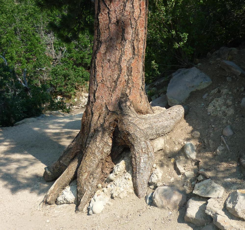 Tree Roots - Jul 14