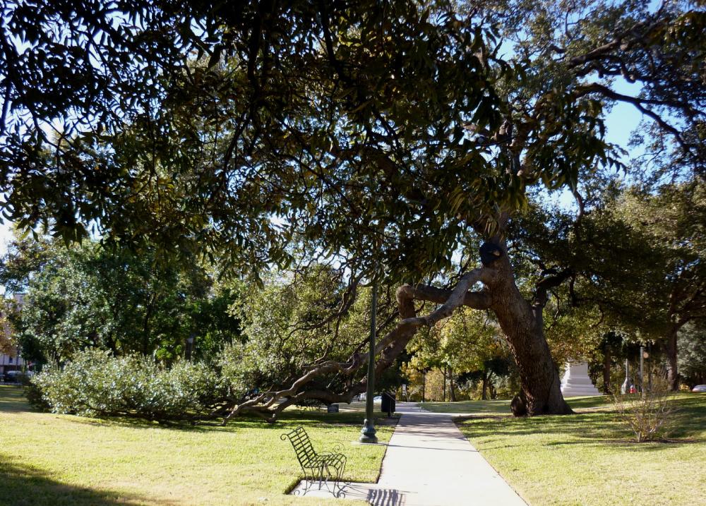 Texas Capitol Grounds - Live Oak