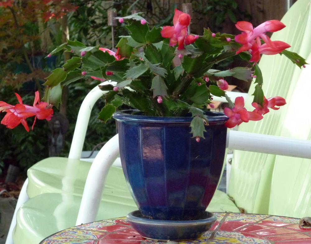 Christmas Cacuts - December 2014