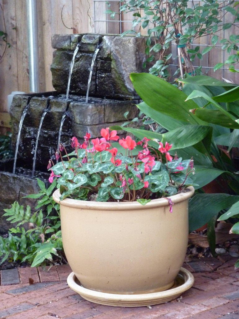 Cyclamen - December 2014