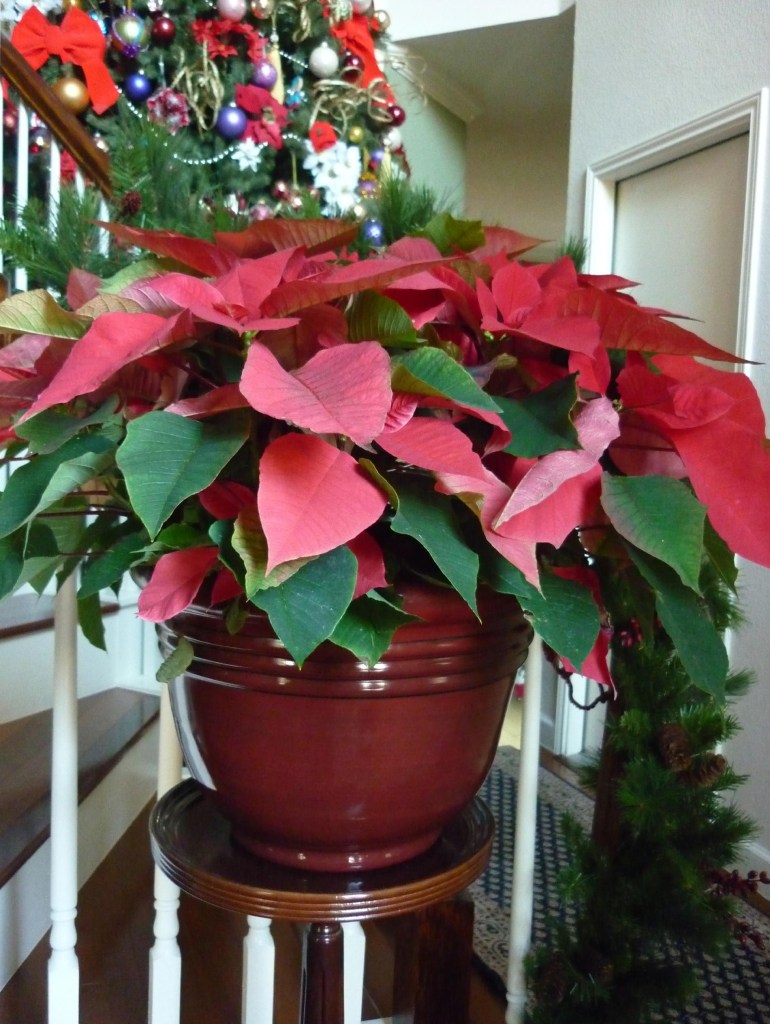 Poinsettia - December 2014