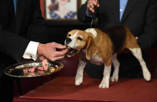 US-WESTMINSTER DOG SHOW