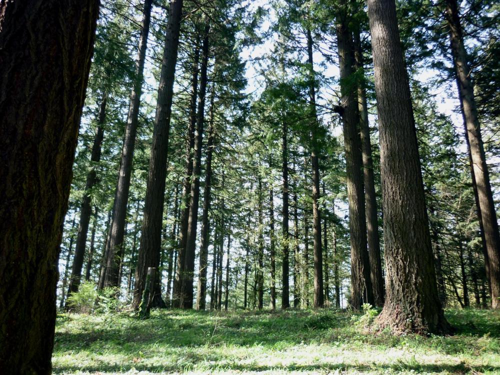 Portland OR - Washington Park - March 2015