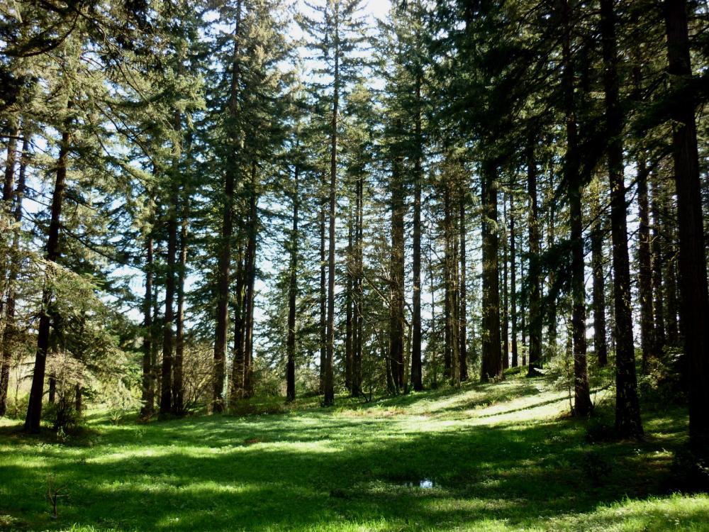 Portland OR - Washington Park1 - March 2015