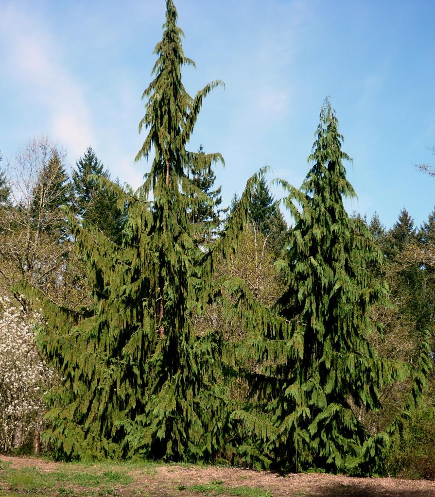 Portland OR - Washington Park2 - March 2015