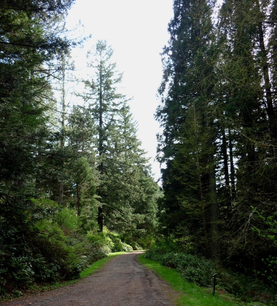 Portland OR - Washington Park3 - March 2015