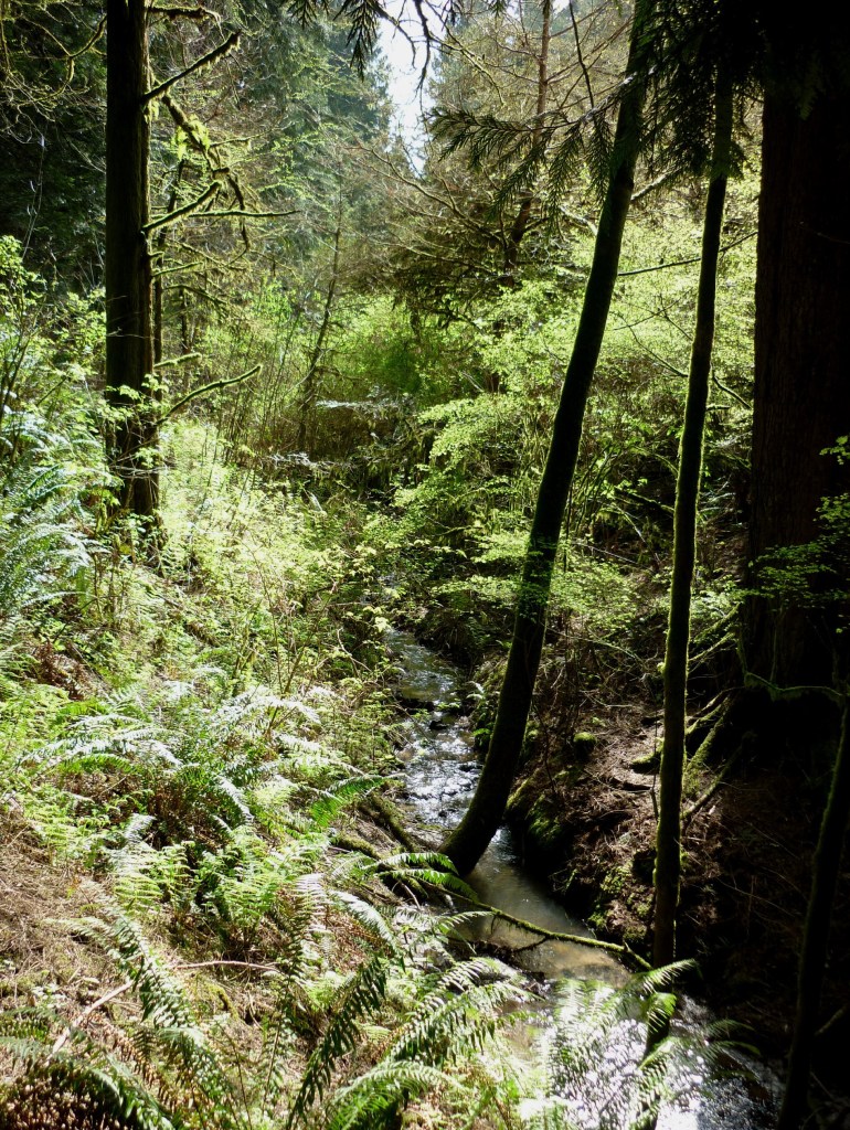 Portland OR - Washington Park4 - March 2015