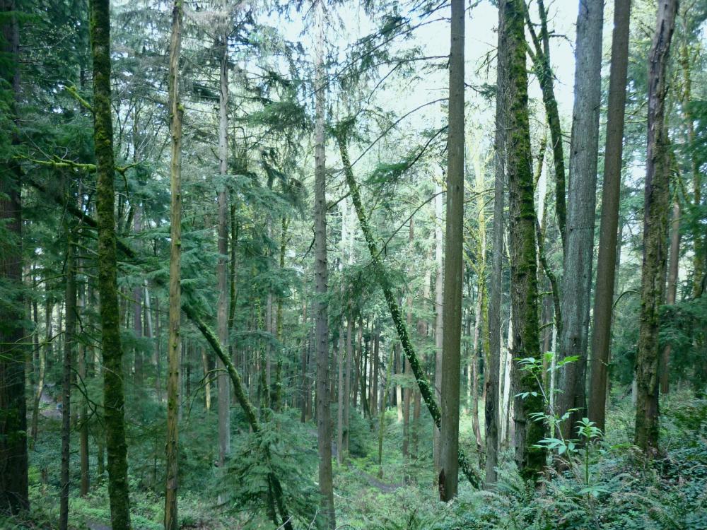 Portland OR - Washington Park5 - March 2015