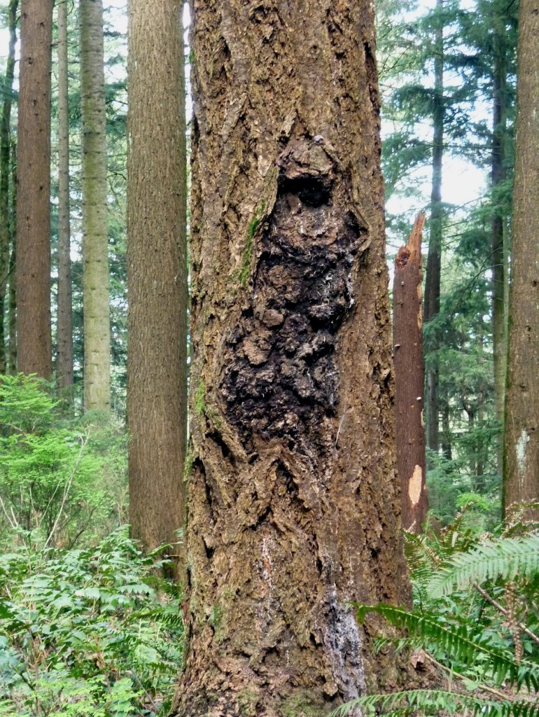 Portland OR - Washington Park6 - March 2015