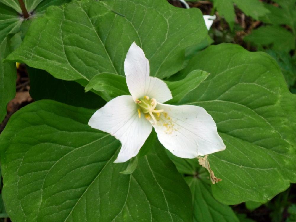 Portland OR - Wildflower - Washington Park - March 2015