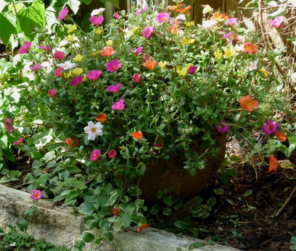 Purslane - July 2015