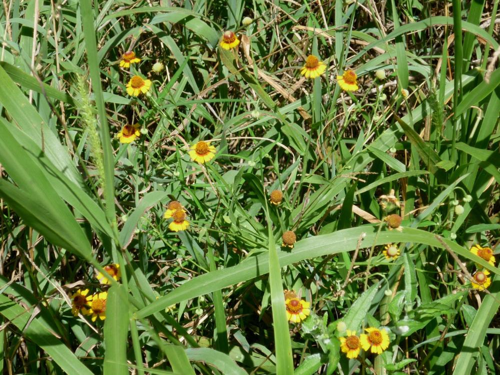 Wildflowers - July 2015