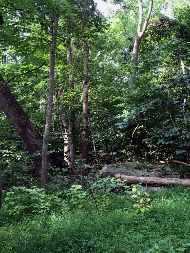 Great Falls Park - August 2015