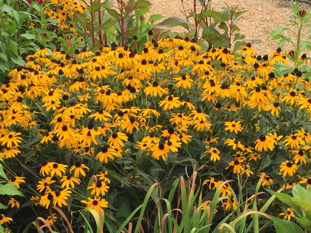 Williamsburg - August 2015