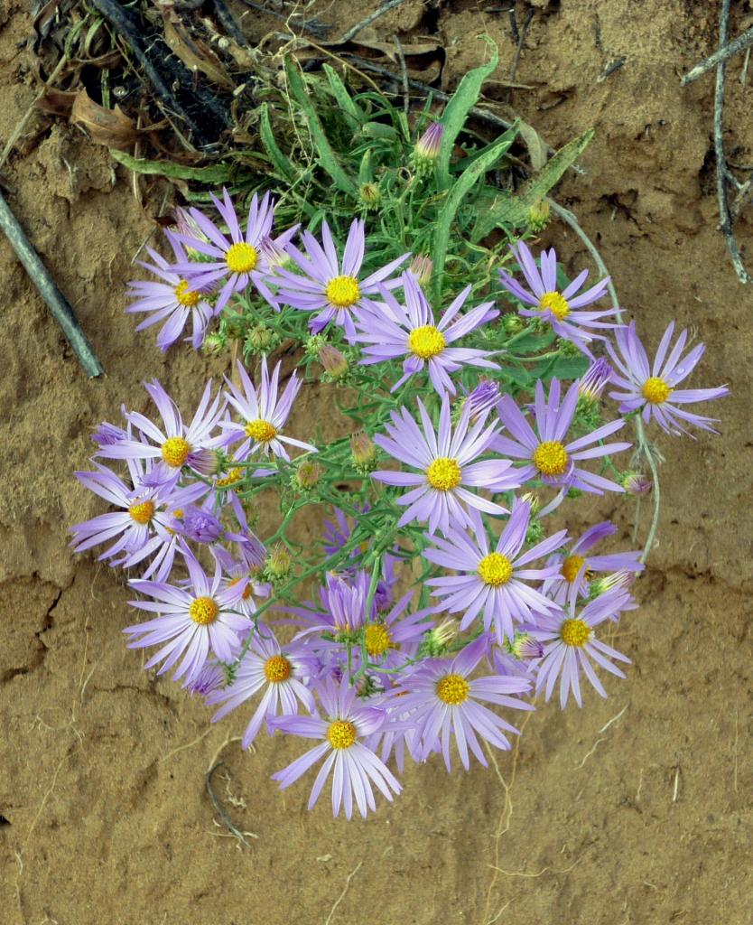 Asters - Petroglyph National Monument - Albuquerque NM - October 2015