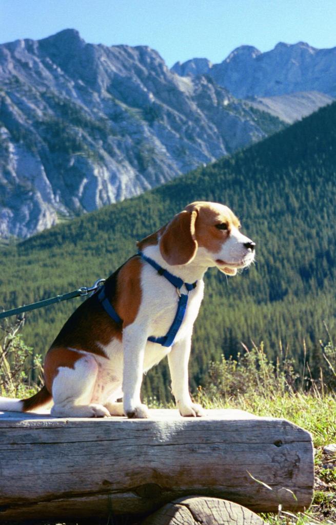 Canadian Roadtrip 00006