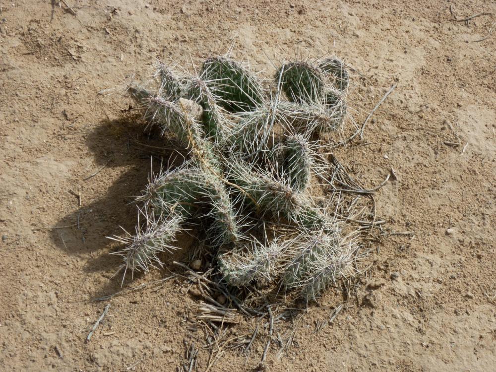 'Starfish' Cactus - JA Volcano - Petroglyph National Monument - Albuquerque NM - October 2015