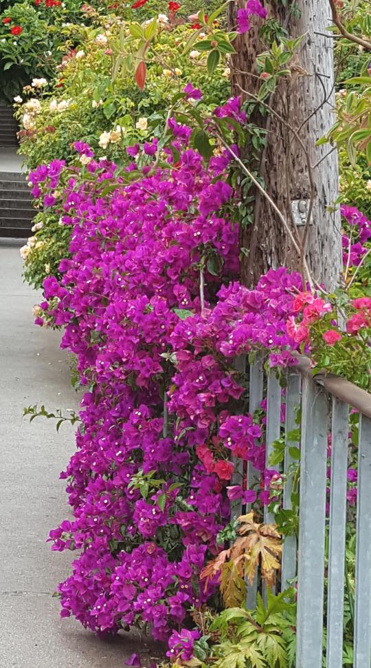SF - Coit Tower Climb