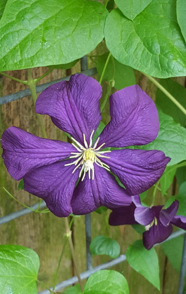 clematis