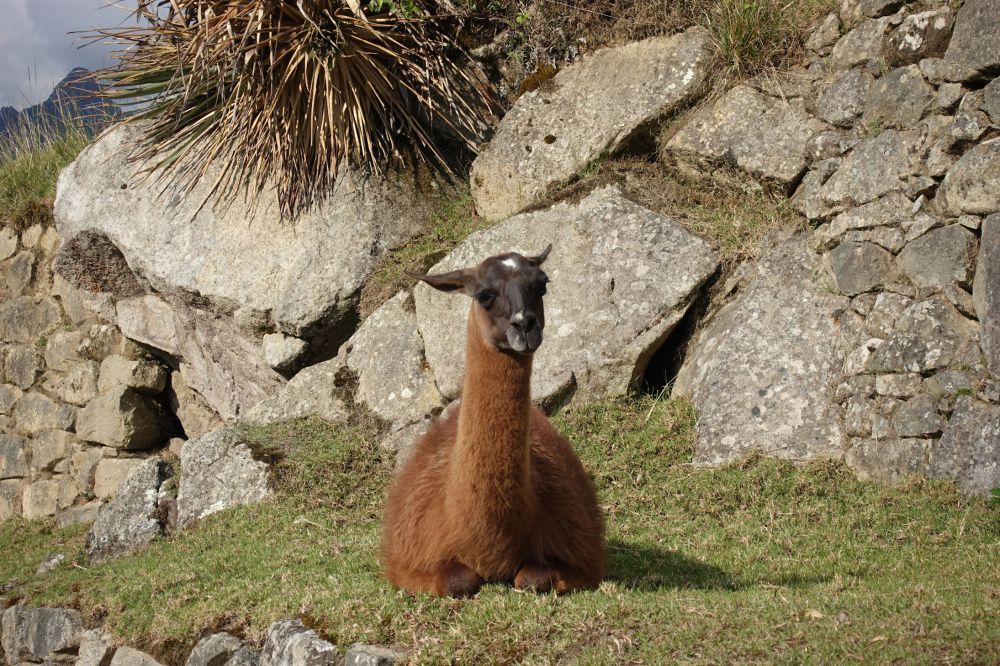 llama at Machu Picchu