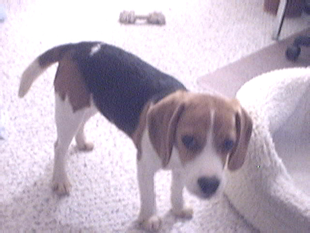 Annabelle - Day 1 (2)