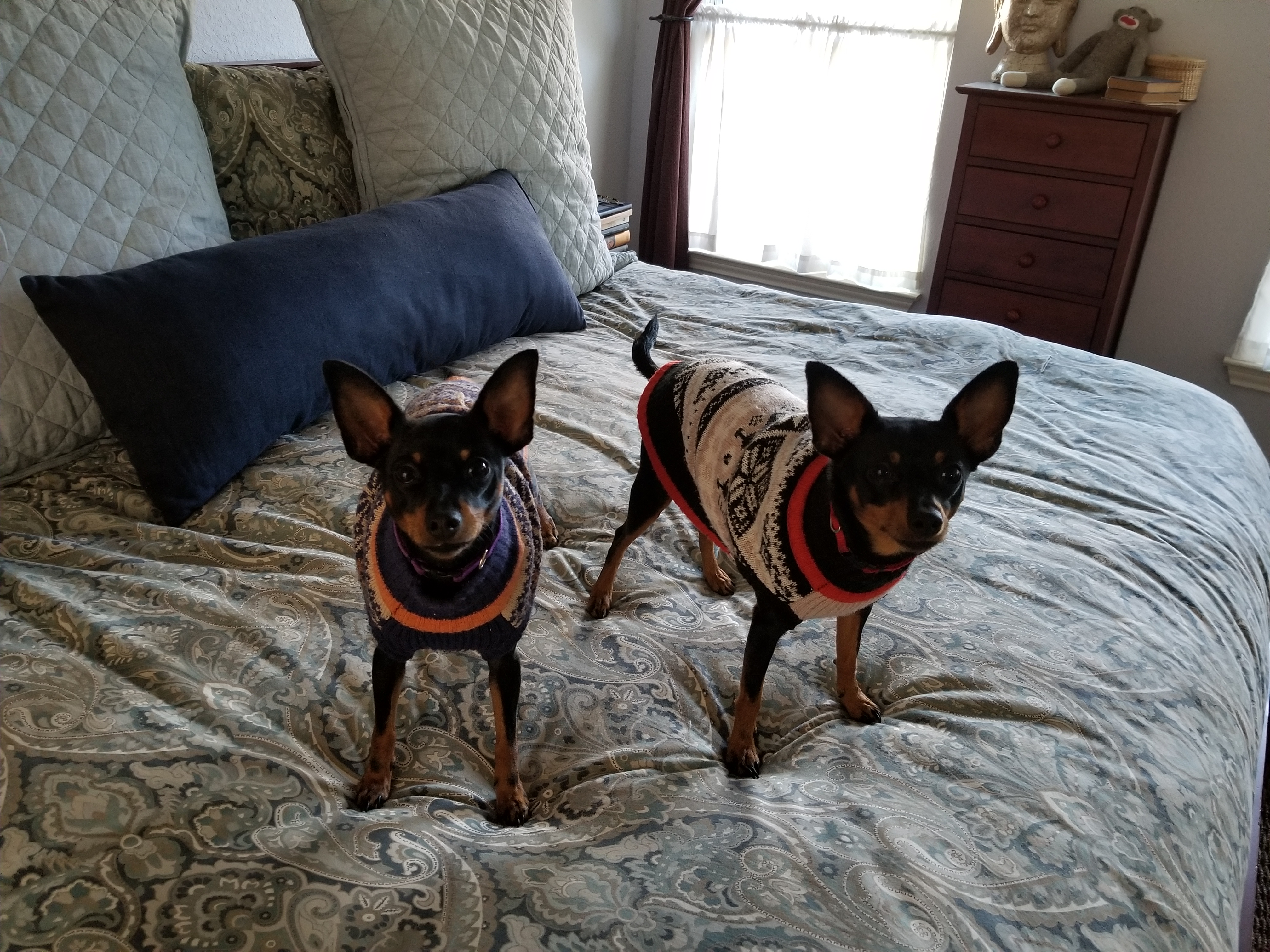 Fannie and Mabel in their sweaters - Christmas 2017 (1)