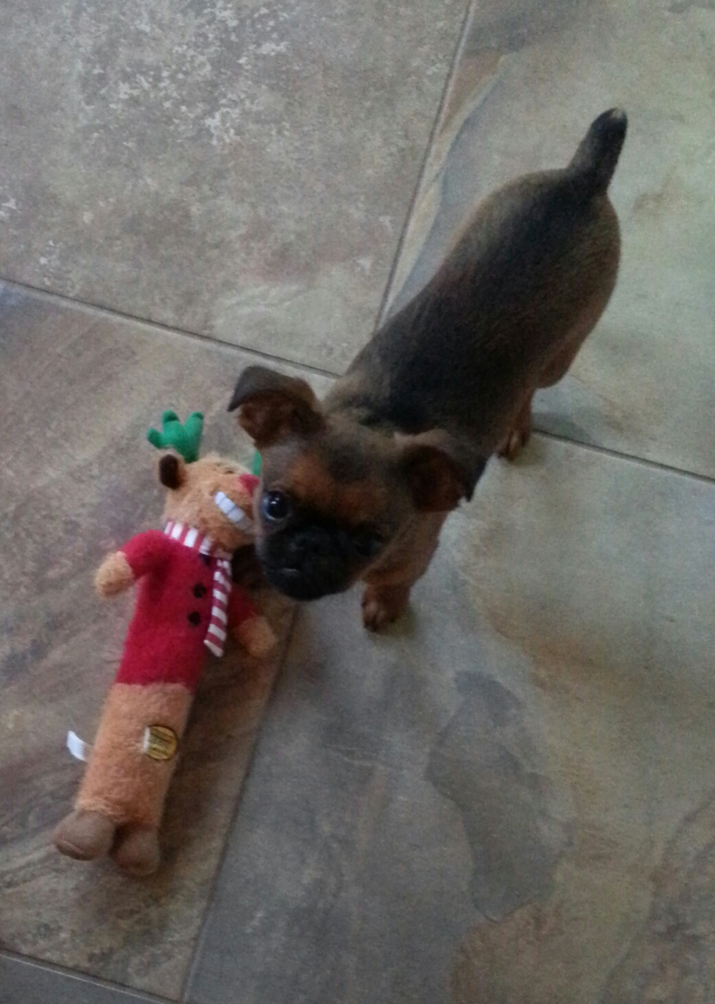 Gus and his Christmas present (1)