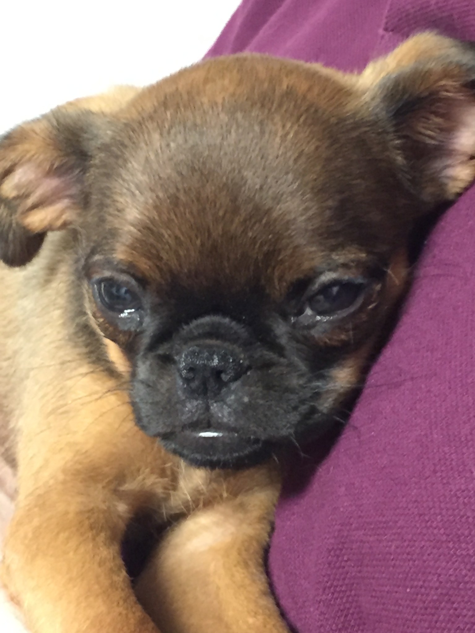 Gus at first vet appointment