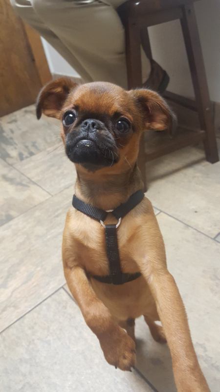 Gus hamming it up at the vet