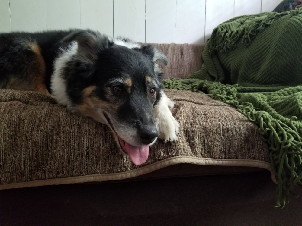 Willow Post-Town Lake (July 2017)