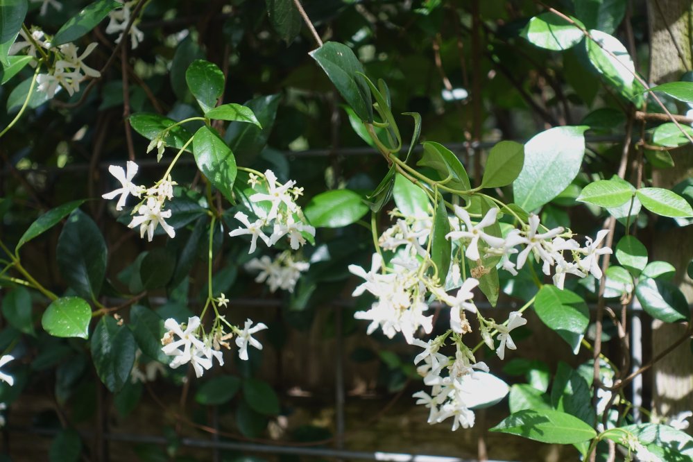 star jasmine (4-29-18)