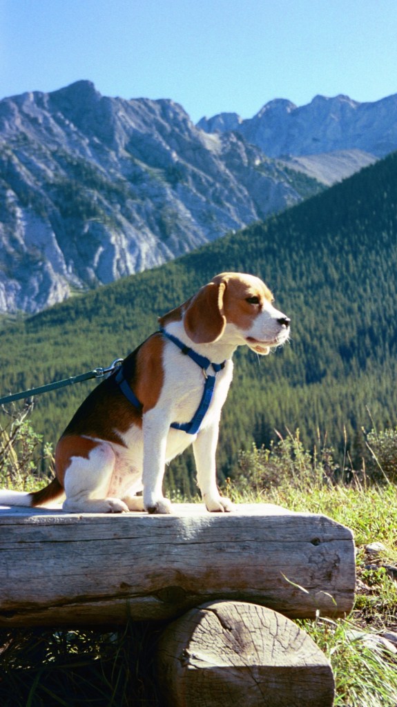 Annabelle - Canada Road Trip (2007)