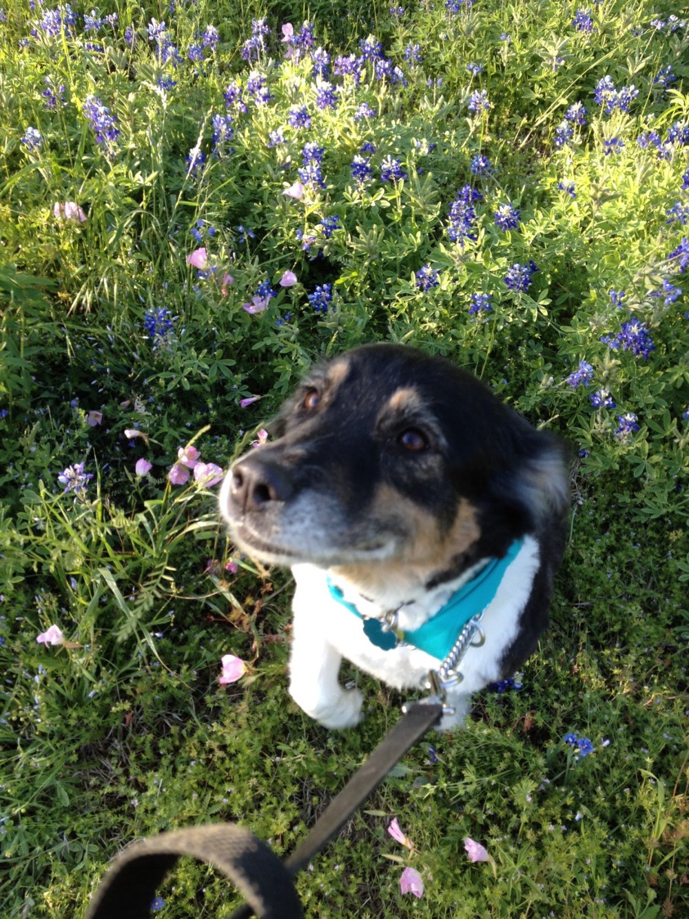 Willow and Blue Bonnets